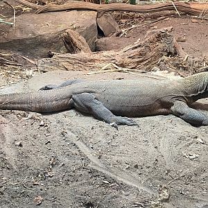 Dragons in Danger - Komodo dragon 241123