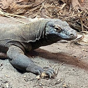 Dragons in Danger - Komodo dragon 241123
