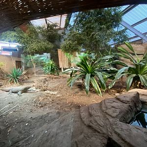 Dragons in Danger - Komodo dragon exhibit 241123