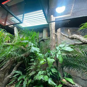 Dragons in Danger - Juvenile Komodo dragon exhibit 241123