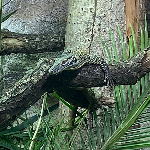 Dragons in Danger - Juvenile Komodo dragon 241123