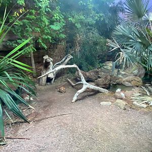 Dragons in Danger - Ploughshare tortoise exhibit 241123
