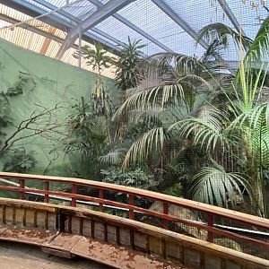 Dragons in Danger - mixed aviary 241123