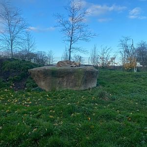 Asiatic lions outdoors 241123