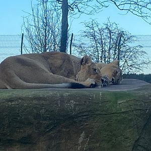 Asiatic lions 241123