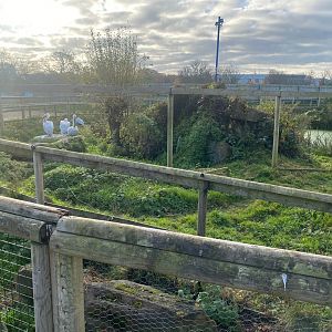 Dalmatian pelican exhibit 251123