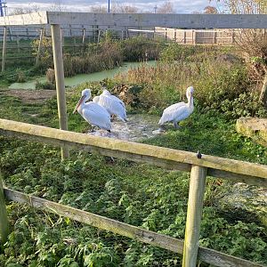 Dalmatian pelicans 251123
