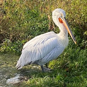 Dalmatian pelican 251123