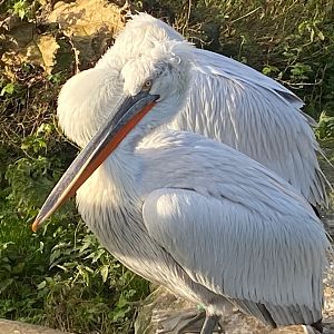 Dalmatian pelican 251123
