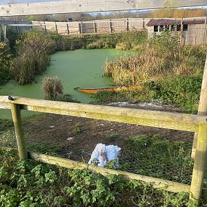 Dalmatian pelican exhibit 251123