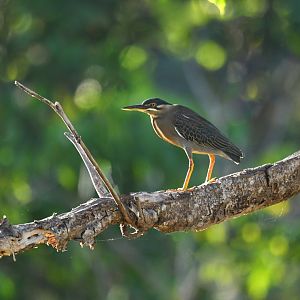 Striated Heron (Butorides striata)