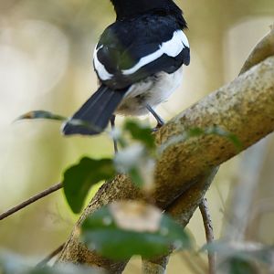 Madagascar Magpie-Robin (Copsychus albospecularis)