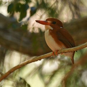 Madagascar Pygmy-Kingfisher (Corythornis madagascariensis)