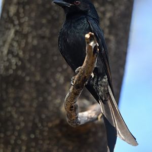 Crested Drongo (Dicrurus forficatus)
