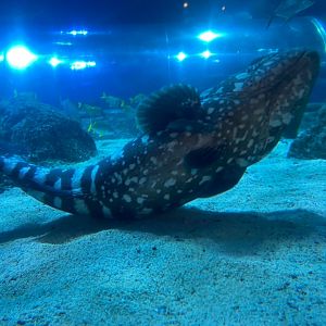 Ocean Tunnel - Atlantic goliath grouper 251123