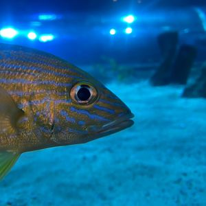 Ocean Tunnel inhabitant - Bluestriped grunt 251123