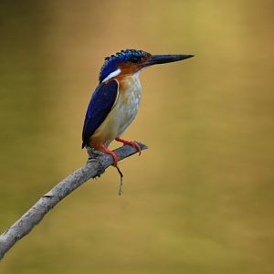 Madagascar Kingfisher (Corythornis vintsioides)
