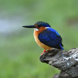 Madagascar Kingfisher (Corythornis vintsioides)