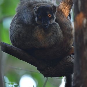 Brown lemur (Eulemur fulvus)