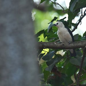 Sickle-billed Vanga (Falculea palliata)