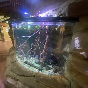 Northern Streams - European perch exhibit 251123