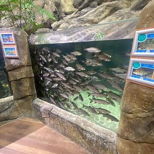 Northern Streams - mixed exhibit 251123