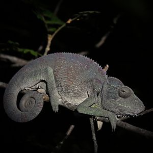Furcifer oustaleti