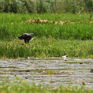 Madagascar Fish-Eagle (Haliaeetus vociferoides)