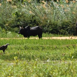 Madagascar Fish-Eagle (Haliaeetus vociferoides)