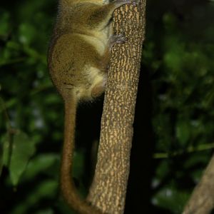 Grey Mouse Lemur (Microcebus murinus)