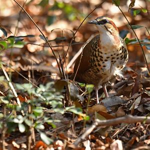 White-breasted Mesite Mesitornis variegatus