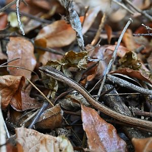 Mimophis mahfalensis