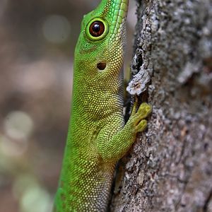Phelsuma grandis