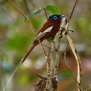 Madagascar Paradise-Flycatcher Terpsiphone mutata
