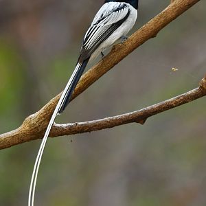 Madagascar Paradise-Flycatcher Terpsiphone mutata