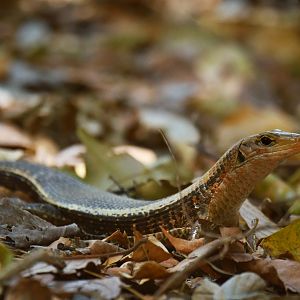 Zoonosaurus laticaudatus