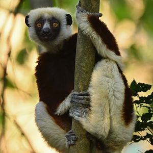 Coquerel's sifaka (Propithecus coquereli)