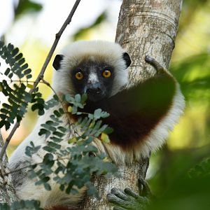 Coquerel's sifaka (Propithecus coquereli)