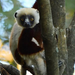 Coquerel's sifaka (Propithecus coquereli)
