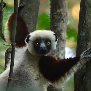 Coquerel's sifaka (Propithecus coquereli)
