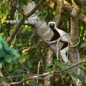 Coquerel's sifaka (Propithecus coquereli)