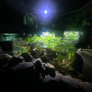 Flooded Forest exhibit 251123