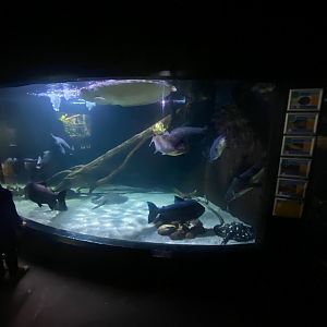 Flooded Forest - mixed exhibit 251123