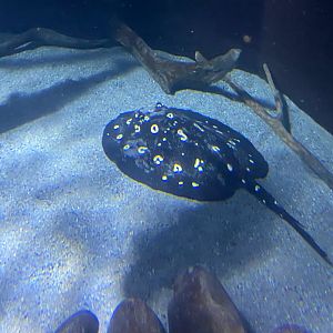 Flooded Forest - Xingu river stingray 251123