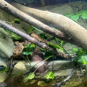 Flooded Forest - Chinese crocodile lizard exhibit 251123