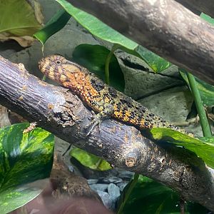 Flooded Forest - Chinese crocodile lizard 251123