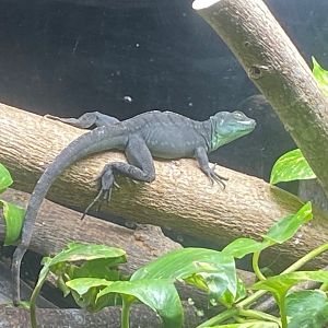 Flooded Forest - Plumed basilisk 251123