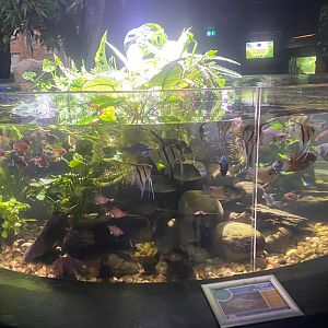 Flooded Forest - mixed exhibit 251123