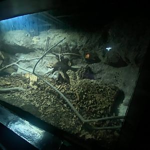 Flooded Forest - Boa constrictor exhibit 251123