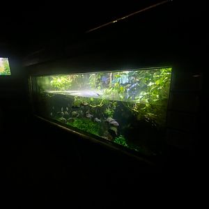 Flooded Forest - Red-bellied piranha exhibit 251123
